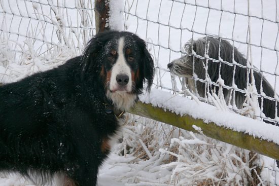 Berner Sennenhund Domino mit Bearded Collie Nina