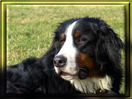 Berner Sennenhund Domino