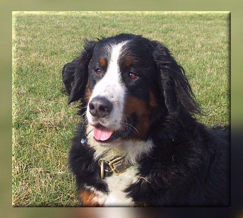 Berner Sennenhund Domino