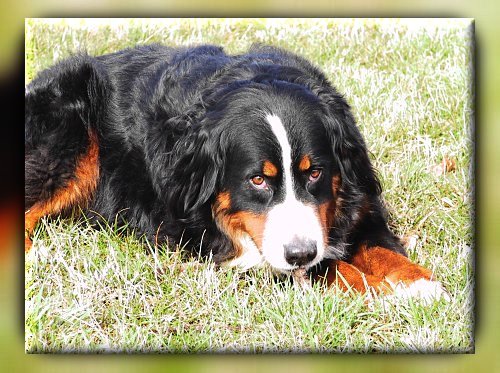 Berner Sennenhund Ginja