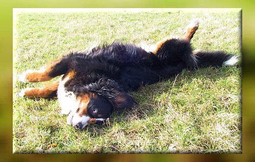 Berner Sennenhund Ginja
