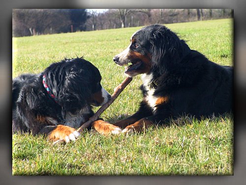 Berner Sennenhunde Domino und Ginja beim Spiel