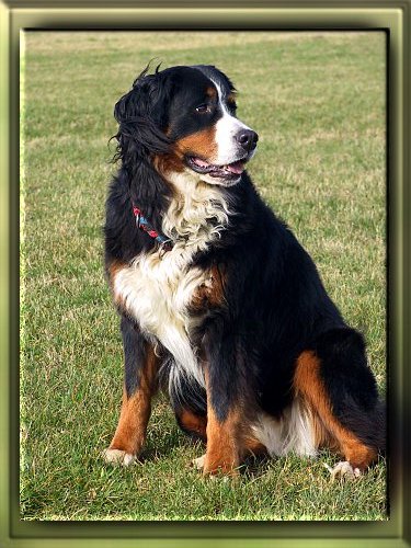 Berner Sennenhund Ginja