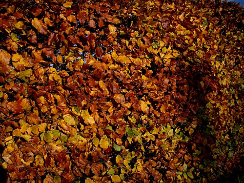 Foto: Erste Blattknospen