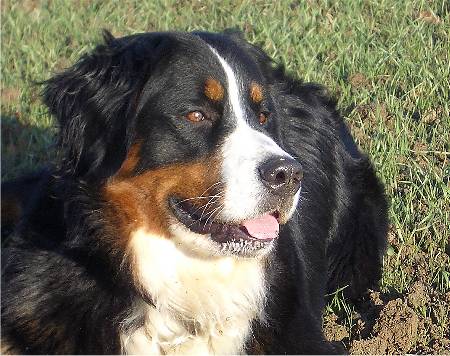 Foto Berner Sennenhund Ginja