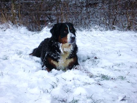 Foto Berner Sennenhund Ginja