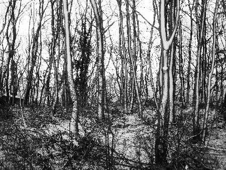 Foto schneebedeckte Bume