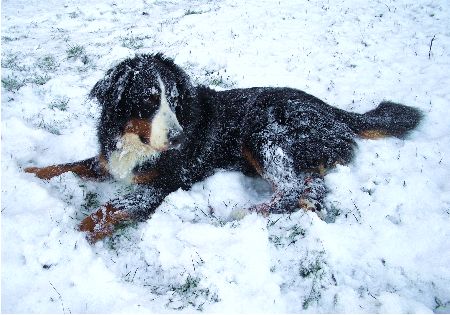 Foto Berner Sennenhund Domino