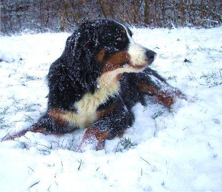 Foto Berner Sennenhund Domino