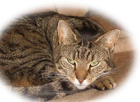 Foto Hauskatze Chelsea