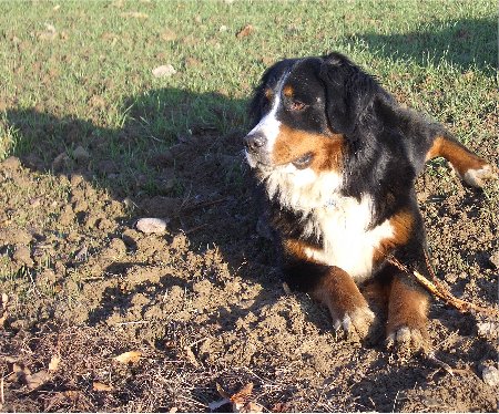 Foto Berner Sennenhund Ginja