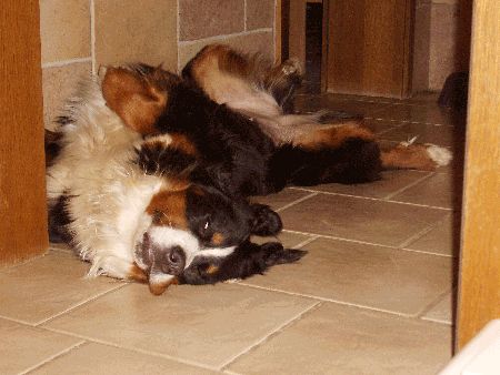 Foto Berner Sennenhund Ginja