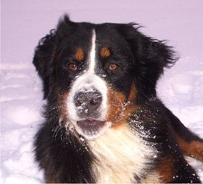 Foto Berner Sennenhund Ginja