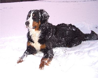 Foto Berner Sennenhund Domino