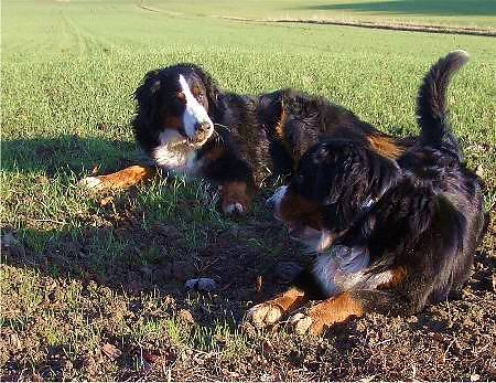 Foto Berner Sennenhunde Domino und Ginja