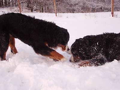 Foto Berner Sennenhunde Domino und Ginja