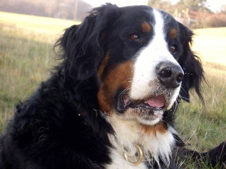 Foto Berner Sennenhund Domino