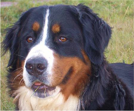 Foto Berner Sennenhund Ginja
