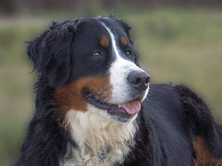 Foto Berner Sennenhund Ginja