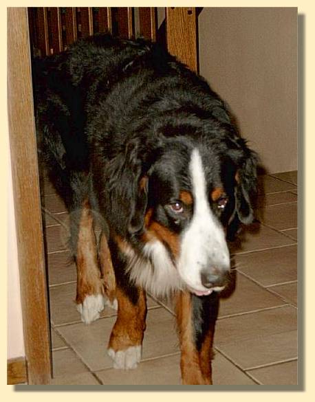 Domino,skeptisch und etwas trant�tig, schaut, was Ginja so treibt