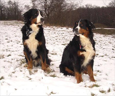 Berner Sennenhunde Domino und Ginja im Schnee