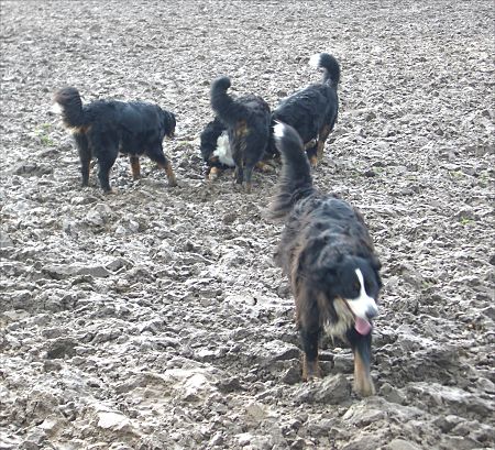 Schlammbad f�r Berner Sennenhunde