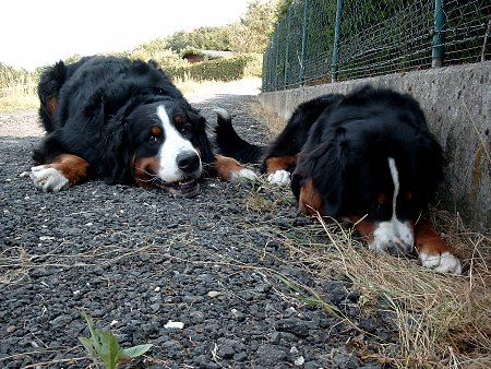 Foto: Berner Sennenhunde Domino und Ginja st�hnen unter der Sommerglut