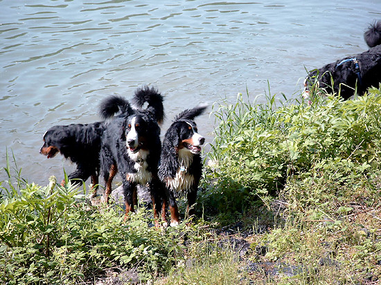 Foto: Berner Sennenhunde Anton, Domino und Ginja im Wasser