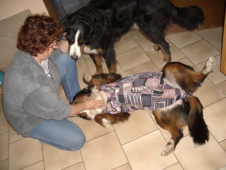 Foto: Berner Sennenh�ndin Ginja nach der Kastration mit Badeanzug