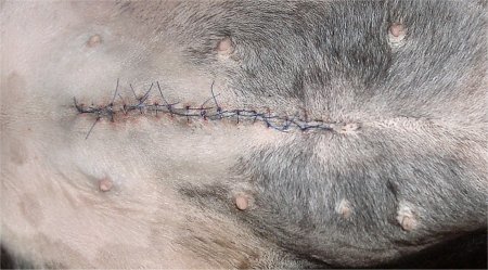 Foto: Berner Sennenh�ndin Ginja nach der Kastration, Detailansicht Operationsnarbe