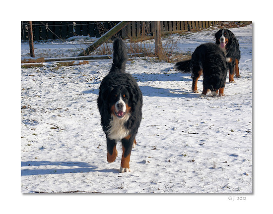 Berner Sennenhund Duncan vom Bernerwald