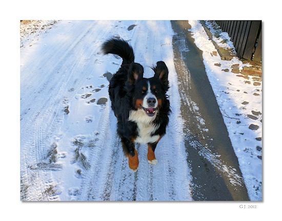 Berner Sennenhund Duncan vom Bernerwald
