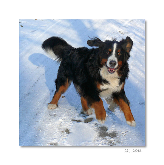 Berner Sennenhund Duncan vom Bernerwald