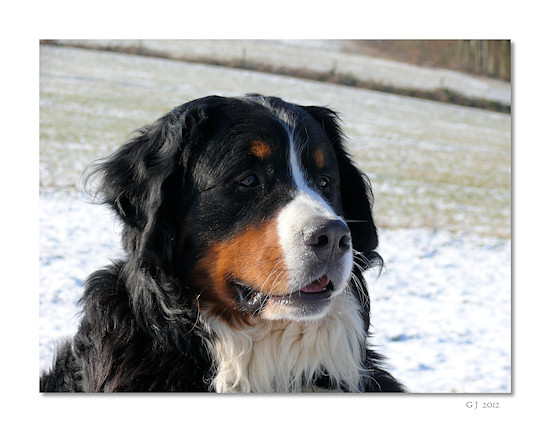 Berner Sennenhund