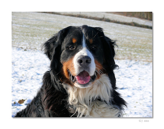 Berner Sennenhund Duncan