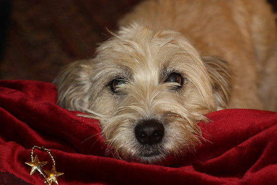 Lulus Weihnachtsfotos