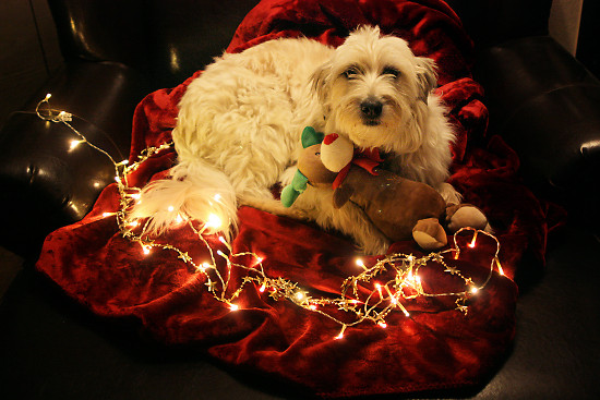 Lulus Weihnachtsfotos