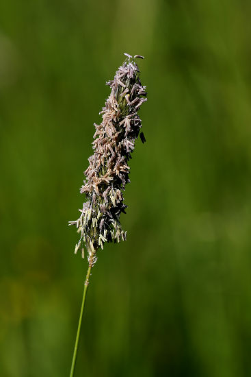 blhendes Gras
