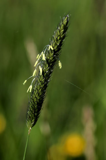 verblhtes Gras
