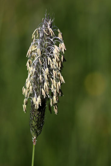 Grasblte; Detailaufnahme