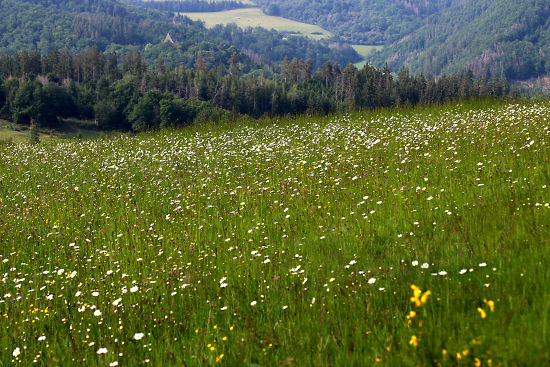 Margeritenwiese