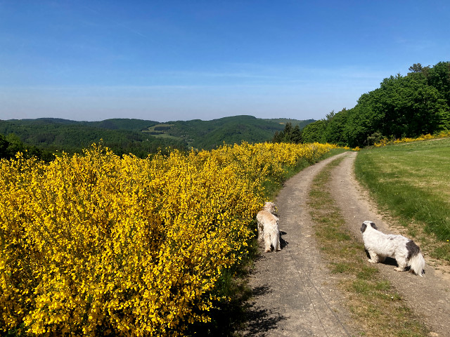 Besenginster