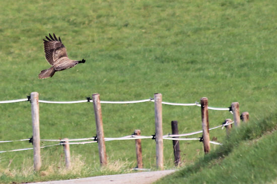 Mäusebussard