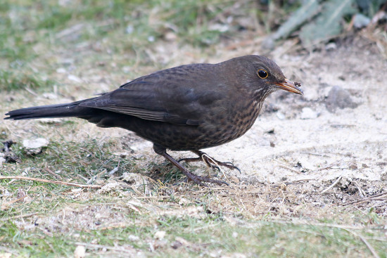 Amselweibchen