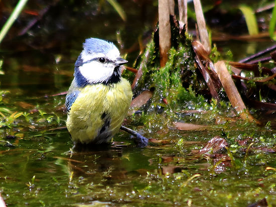 Blaumeise