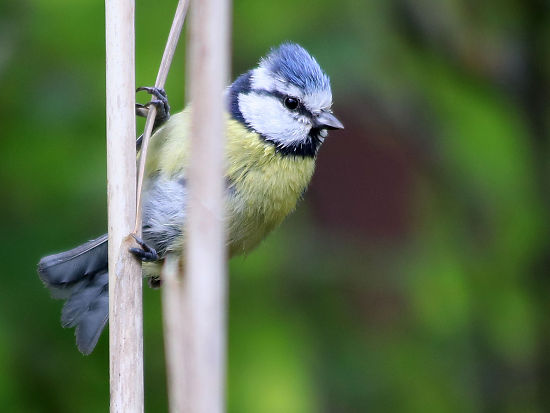 Blaumeise