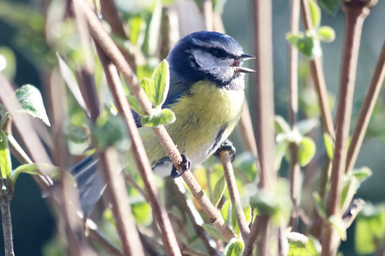 Balzende Blaumeise