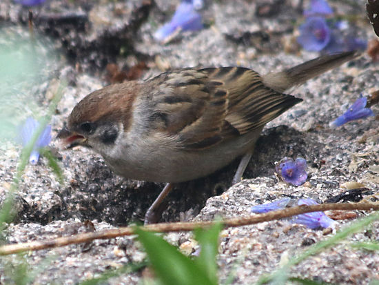Feldsperling
