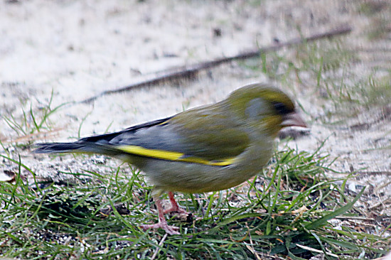 Grünfink