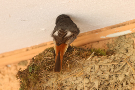 Hausrotschwanz, männlich bei der Fütterung